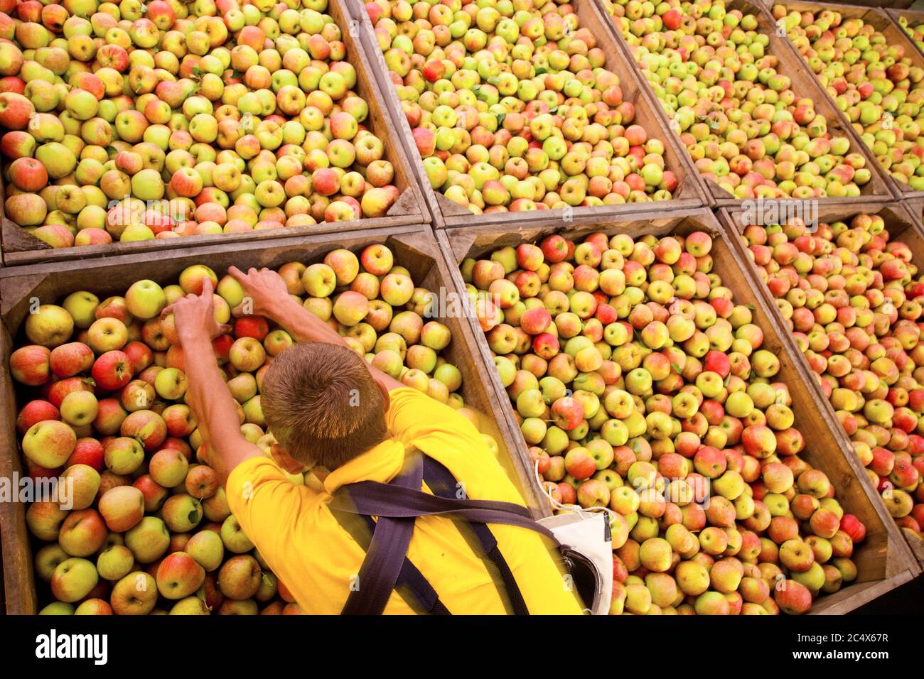 Poland is third largest apple producer in the world. Here: Harvesting of apples in a fruit orchard family company. Photo CTK/Grzegorz Klatka Stock Photo