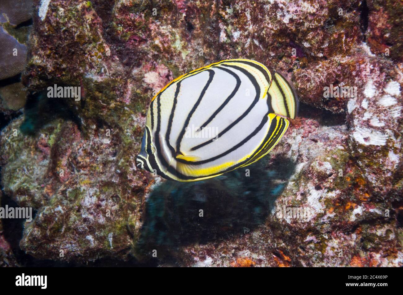 Scrawled butterflyfish or Meyer's butterflyfish [Chaetodon meyeri].  Andaman Sea, Thailand.  Indo-Pacific. Stock Photo