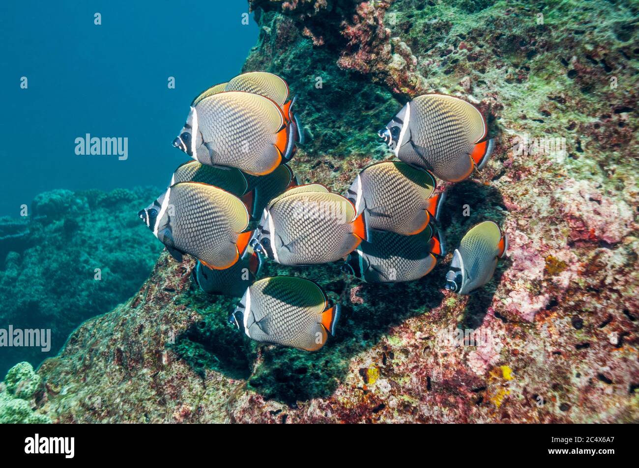 Redtail or Collared butterflyfish [Chaetodon collare].  Andaman Sea, Thailand.  Indo-Pacific. Stock Photo