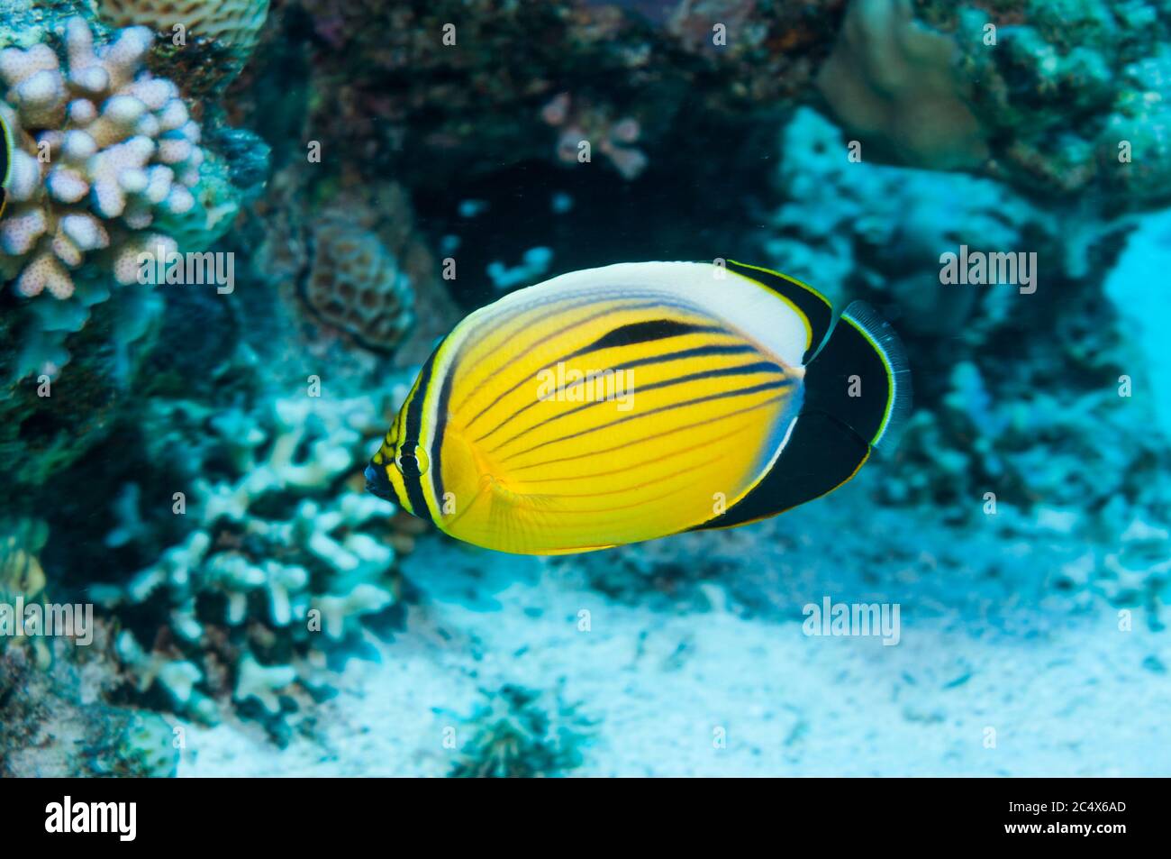 Exquisite or Blacktail butterflyfish (Chaetodon austriacus).  Egypt,  Red Sea. Stock Photo