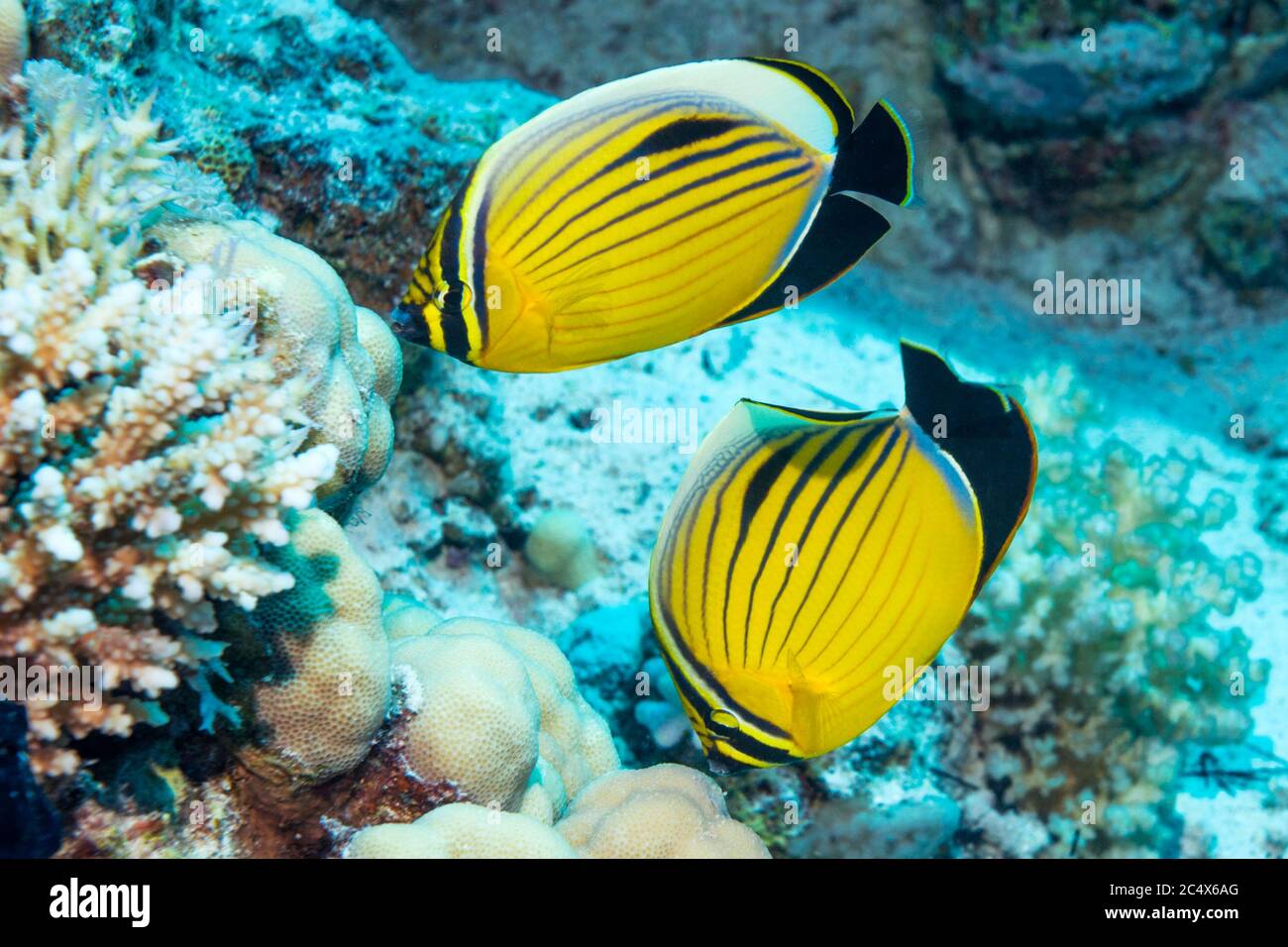 Pair of Exquisite or Blacktail butterflyfish (Chaetodon austriacus).  Egypt,  Red Sea. Stock Photo