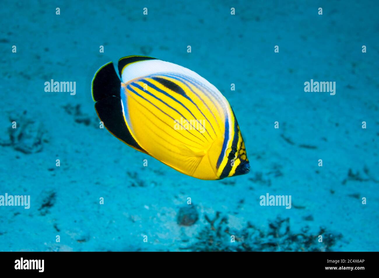 Exquisite or Blacktail butterflyfish (Chaetodon austriacus).  Egypt,  Red Sea.  Only found in Red Sea and Oman. Stock Photo