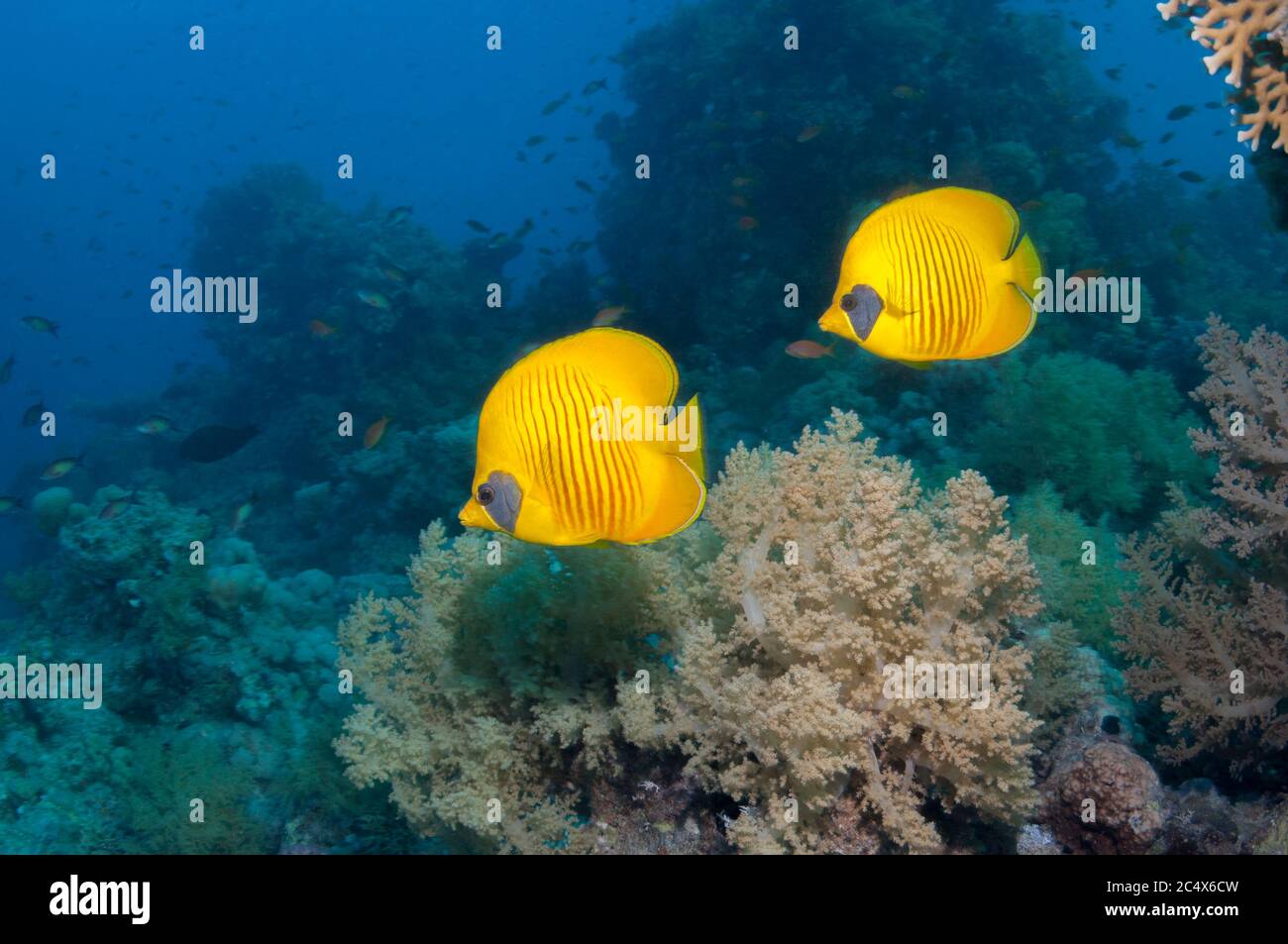 Golden butterflyfish [Chaetodon semilarvatus] on coral reef.  Egypt, Red Sea. Stock Photo