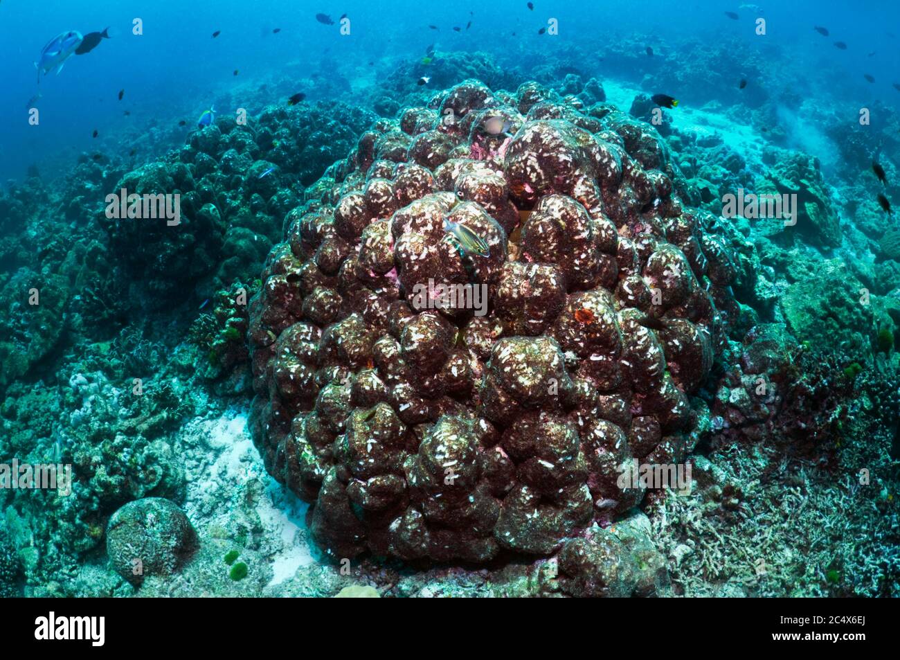 Dead porites coral boulder overgrown with algae, showing parrotfish scrapes where they have been feeding.  Andaman Sea, Thailand. Stock Photo