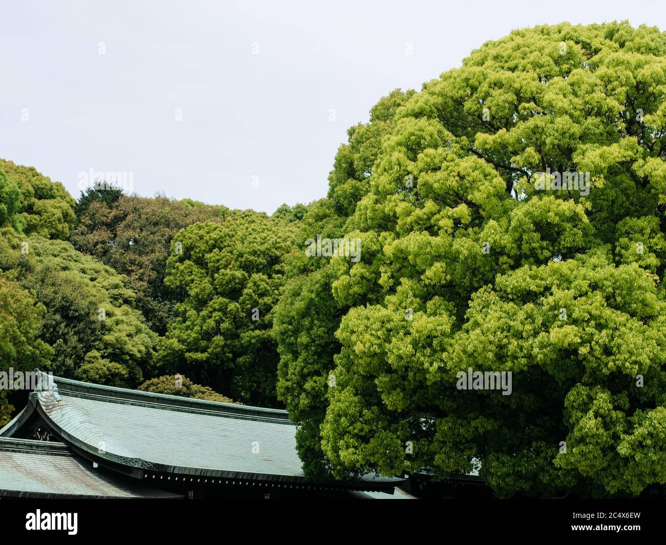 Meiji Shrine, Shibuya, Tokyo, Japan - Huge green leafy trees and roof of the temple dedicated to the deified spirits of Emperor Meiji and his wife. Stock Photo