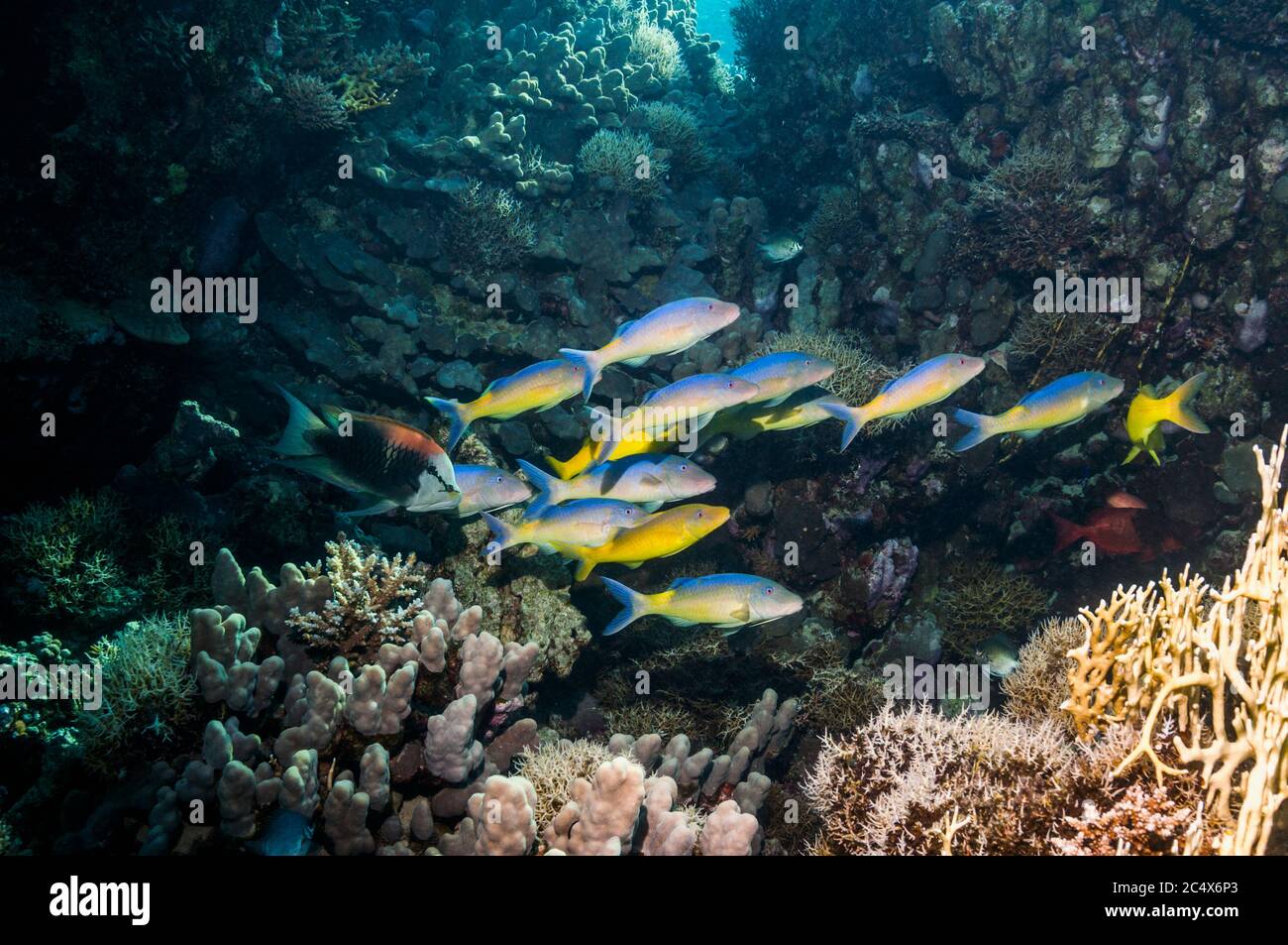 Yellowsaddle goatfish (Parupeneus cyclostomus), 'pack' hunting over coral reef.  Egypt, Red Sea. Stock Photo