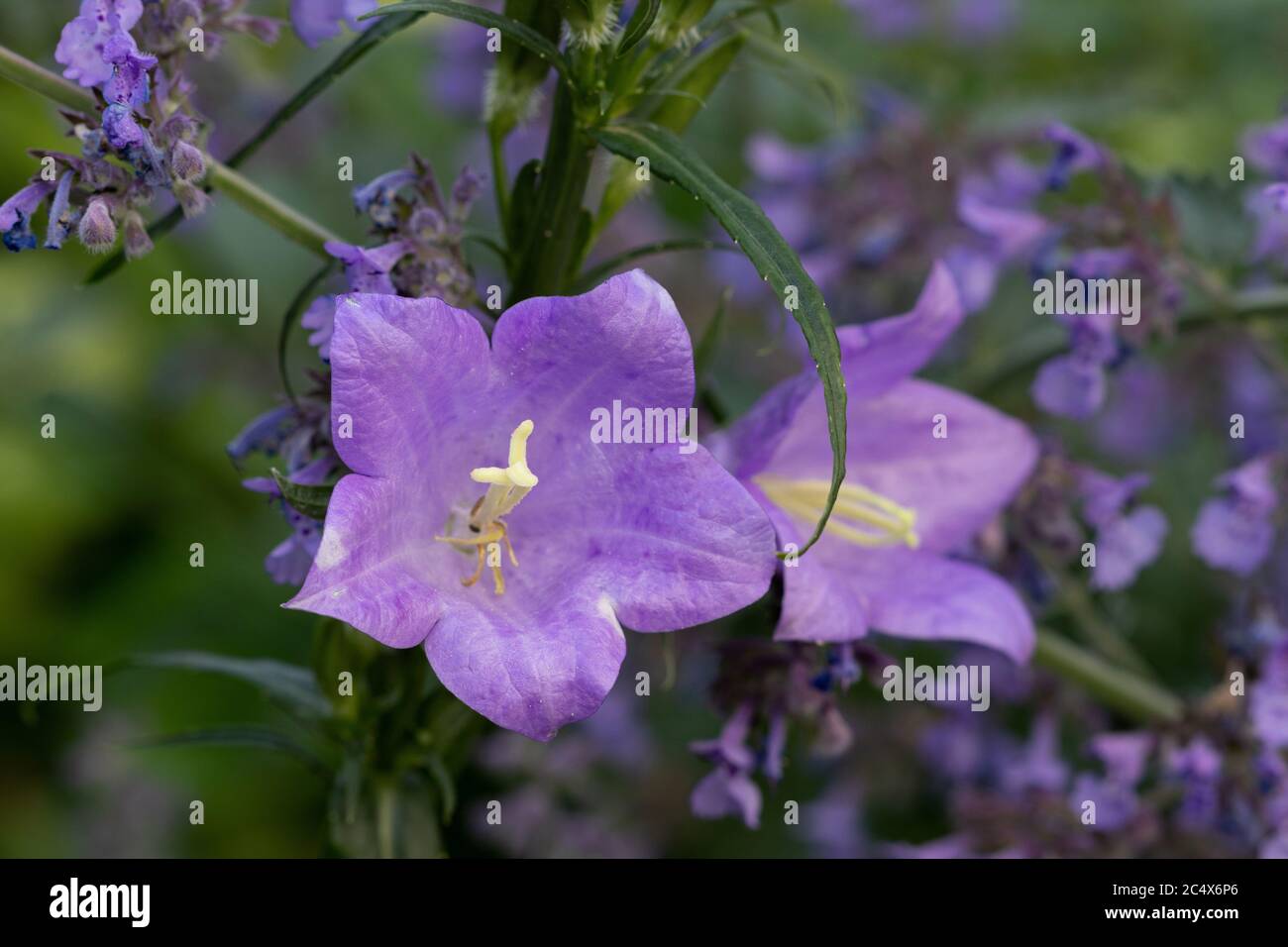 bellflowers in purple macro campanula portenschlagiana Stock Photo