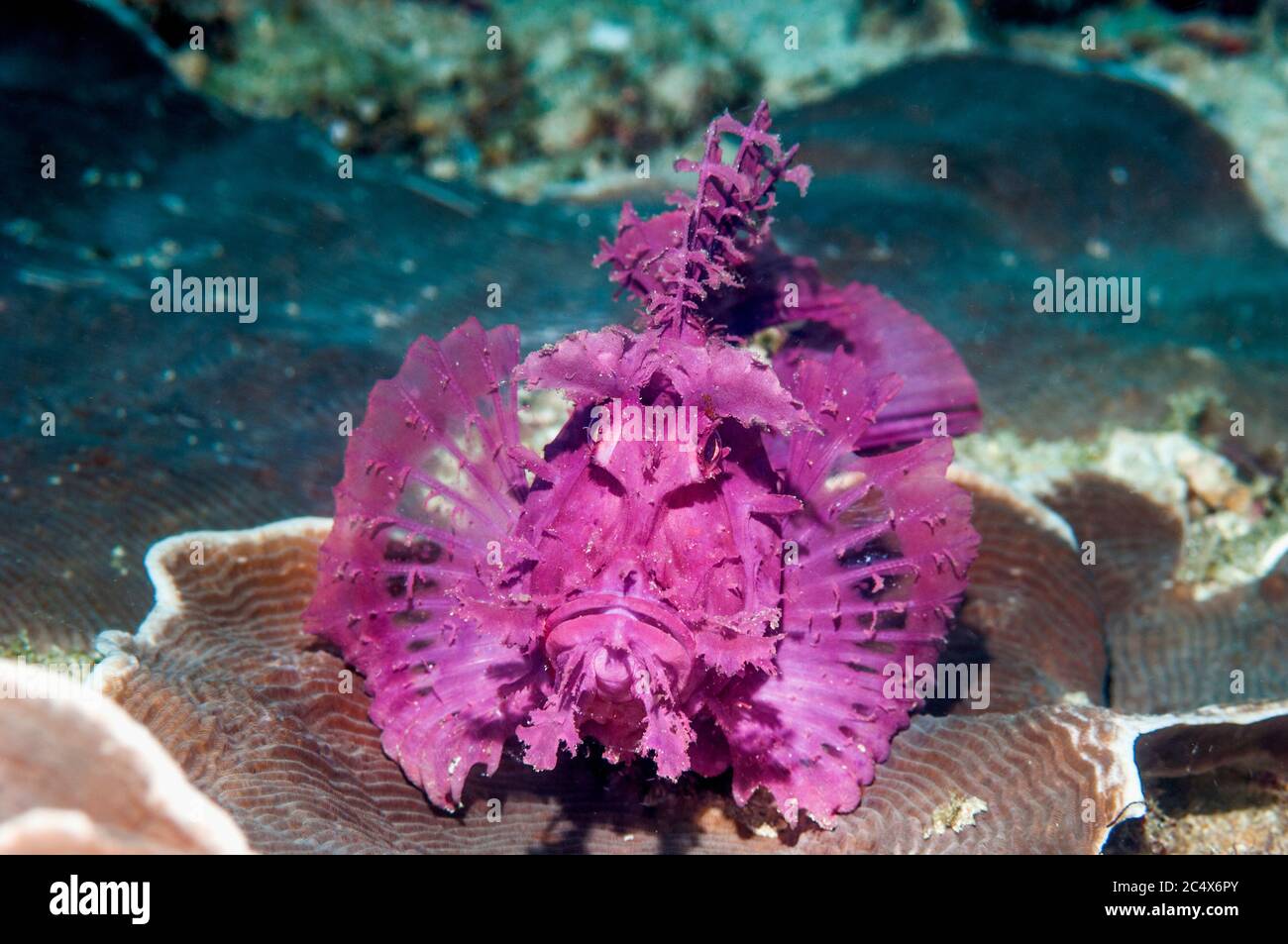 Rhino Scorpionfish High Resolution Stock Photography and Images - Alamy