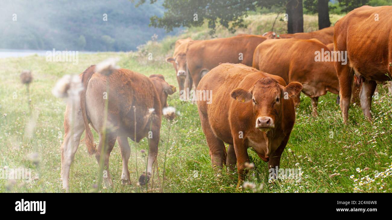 The family of brown cows on meadow Stock Photo - Alamy