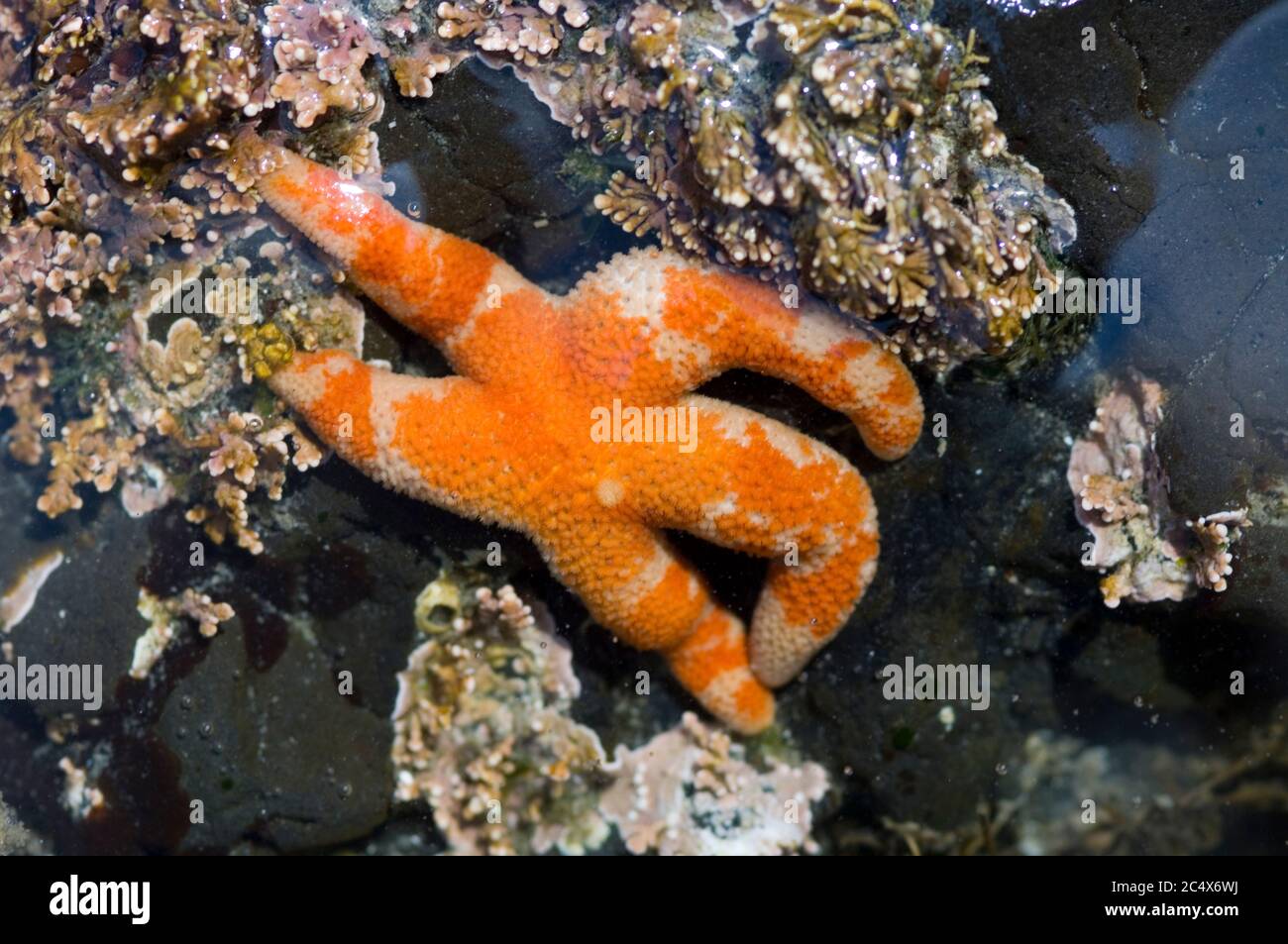 Blood star (Henricia sanguinolenta)  in tidepool at low tide.  Tongue Point,  Washington, USA. Stock Photo