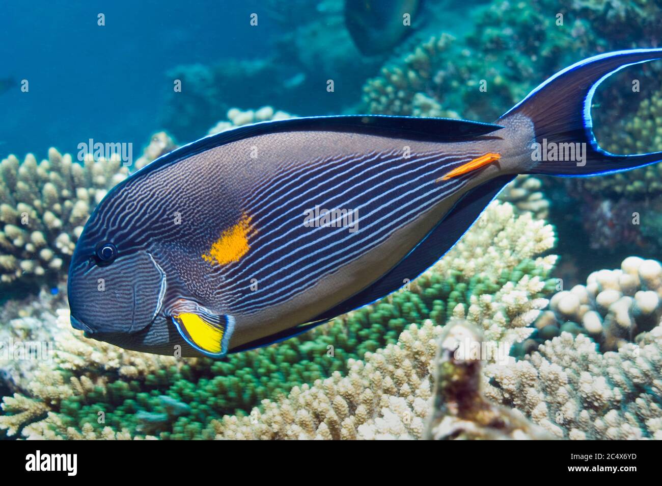 Sohal surgeonfish (Acanthurus sohal).  Red Sea and Arabian Sea endemic.  Egypt, Red Sea. Stock Photo