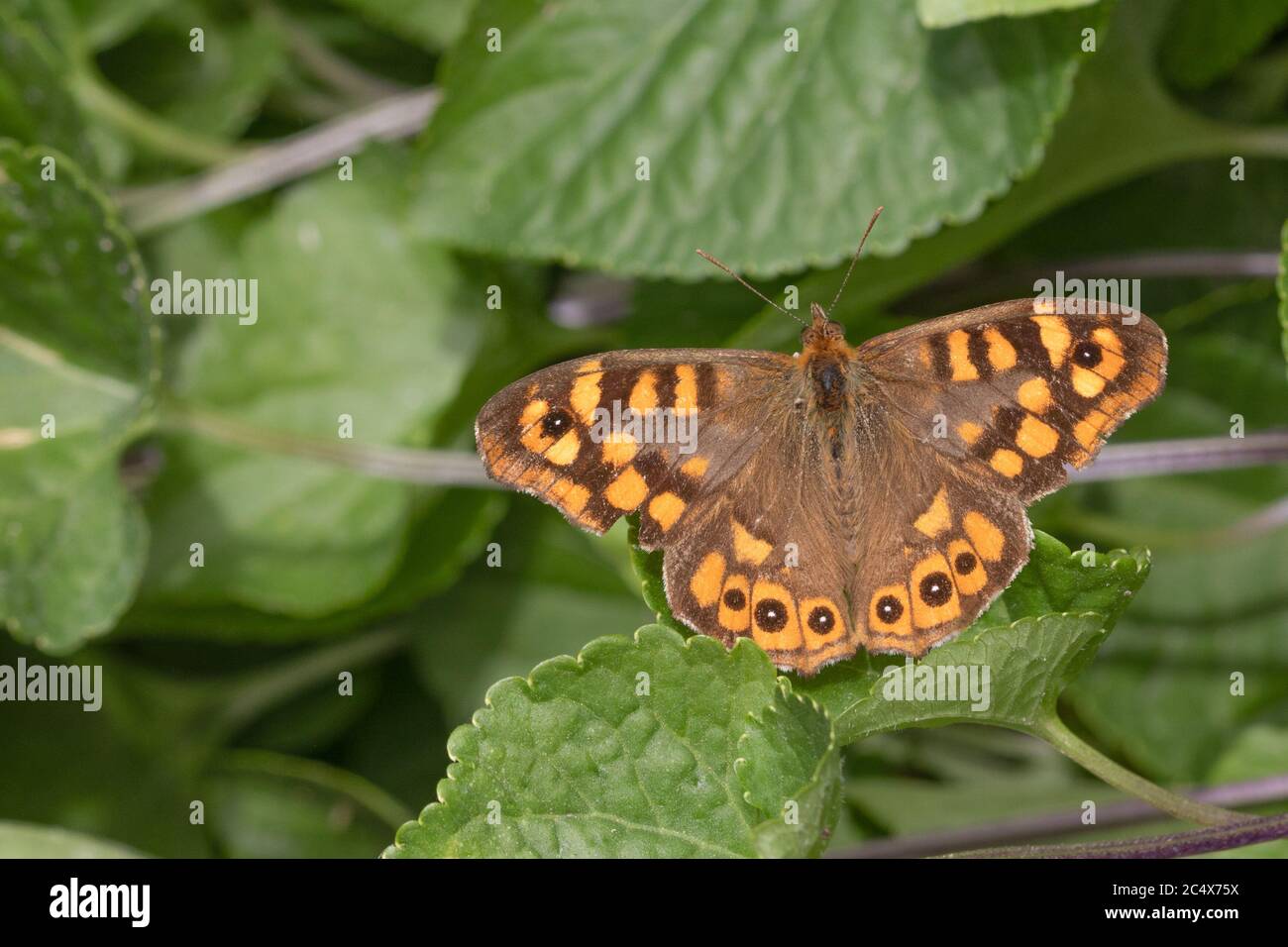 Pararge aegeria, Speckled Wood Butterfly Stock Photo