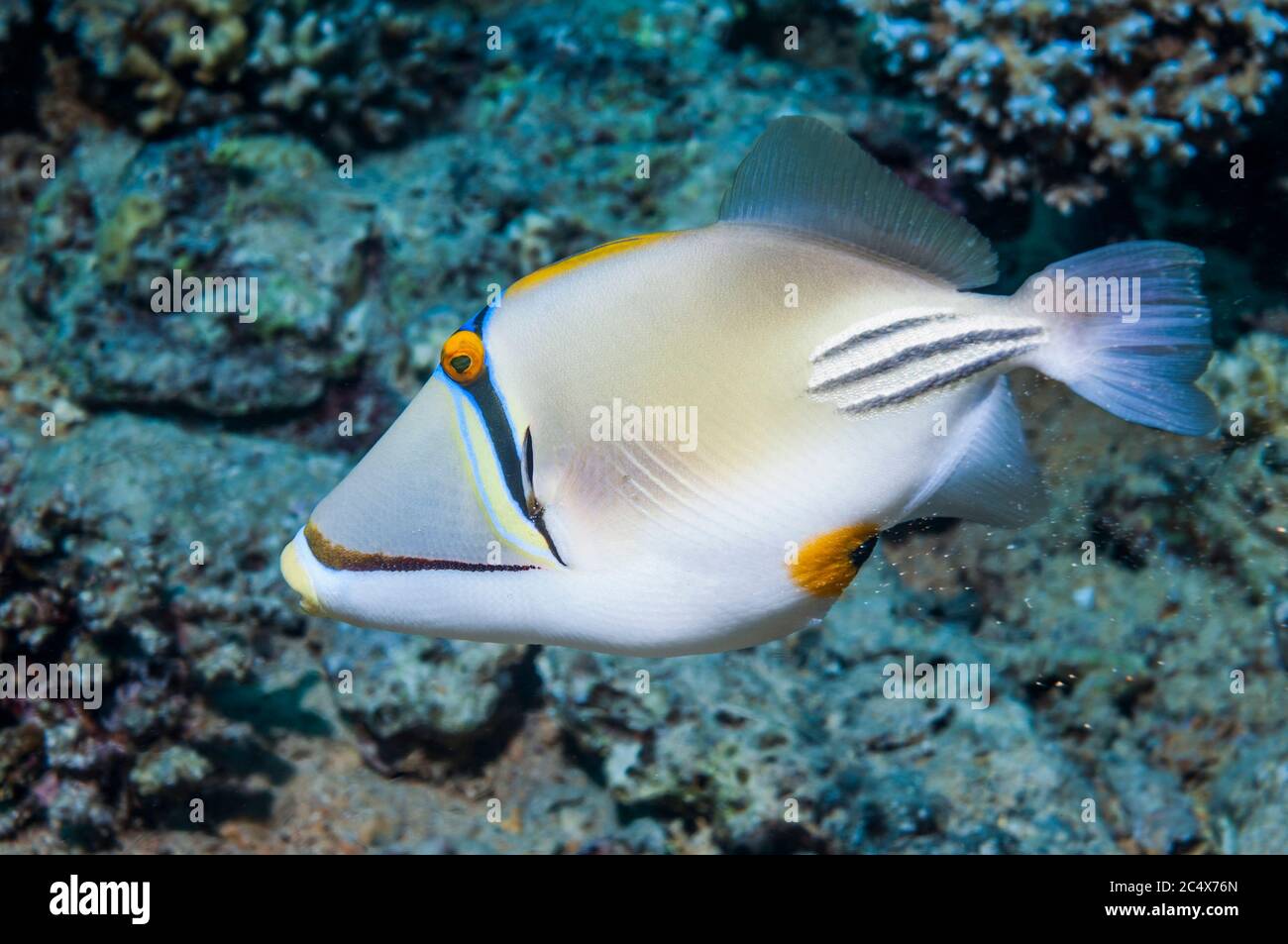 Arabian picassofish [Rhinecanthus assasi].  Egypt, Red Sea.  Only found Red Sea to Gulf Oman and Arabian Gulf. Stock Photo