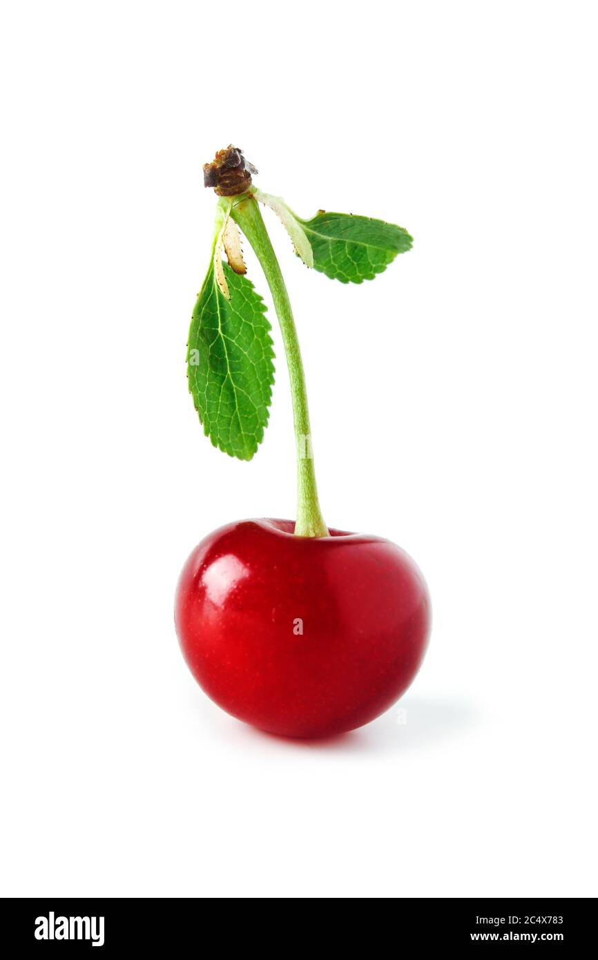 Cherry with green leaves close-up isolated on a white background Stock Photo