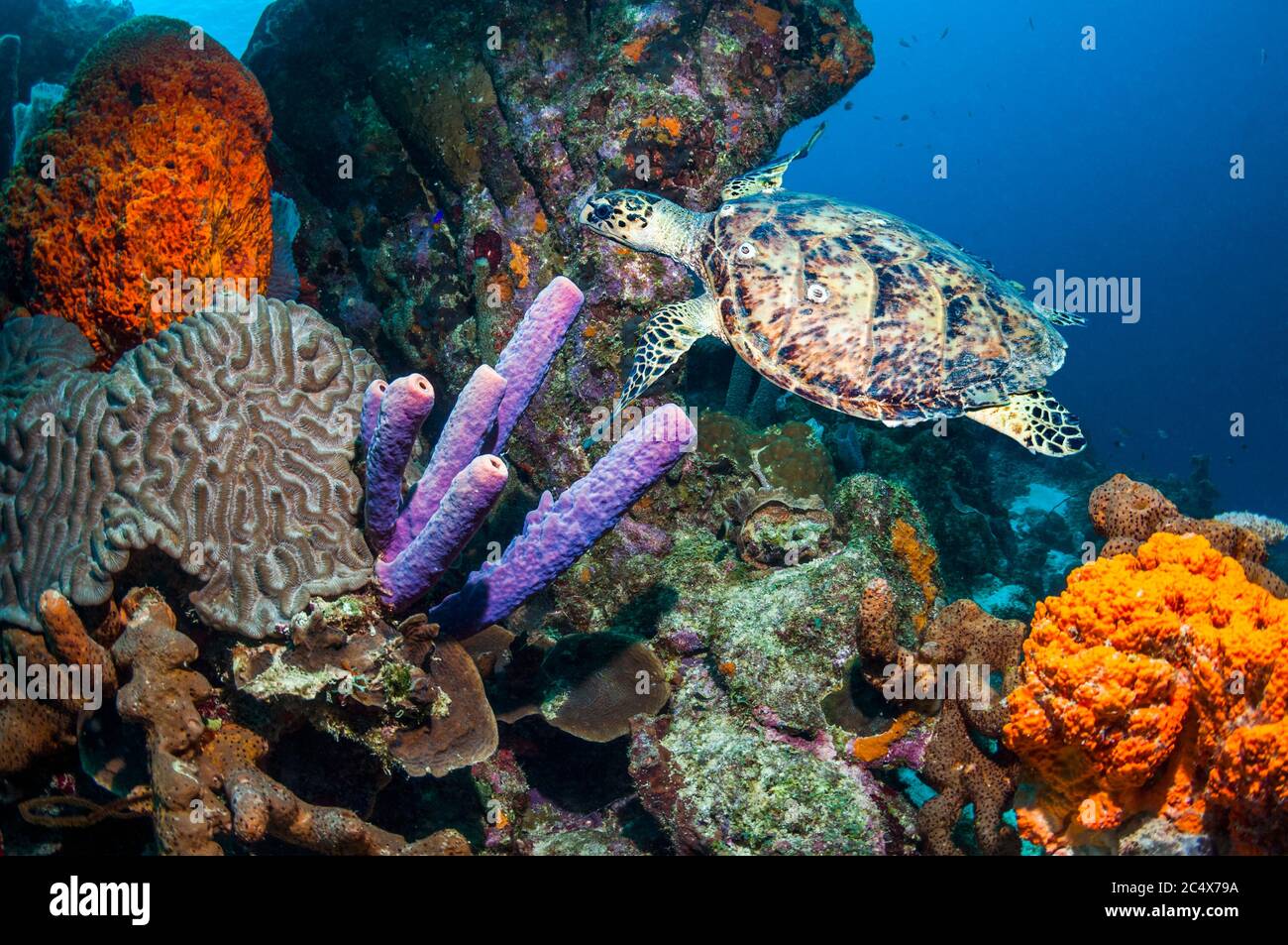 Hawksbill turtle [Eretmochelys imbricata] swimming over coral reef with sponges.  Bonaire, Netherlands Antilles, Caribbean, Atlantic Ocean. Stock Photo
