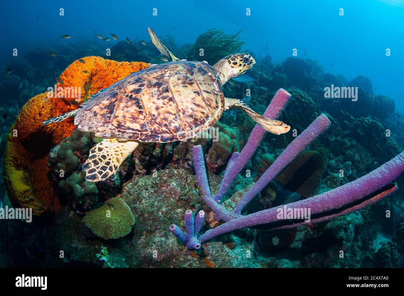 Hawksbill turtle swimming over coral reef scenery with Orange elephant ear sponge (Agelas clathrodes), Stove-pipe sponges (Aplysina archeri).  Bonaire Stock Photo