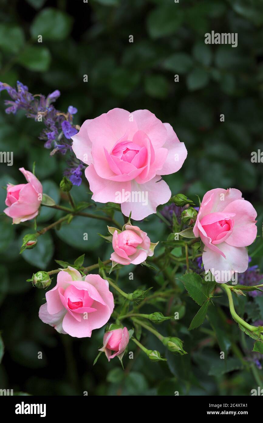 pink rose Bonica 82 in summer garden Stock Photo
