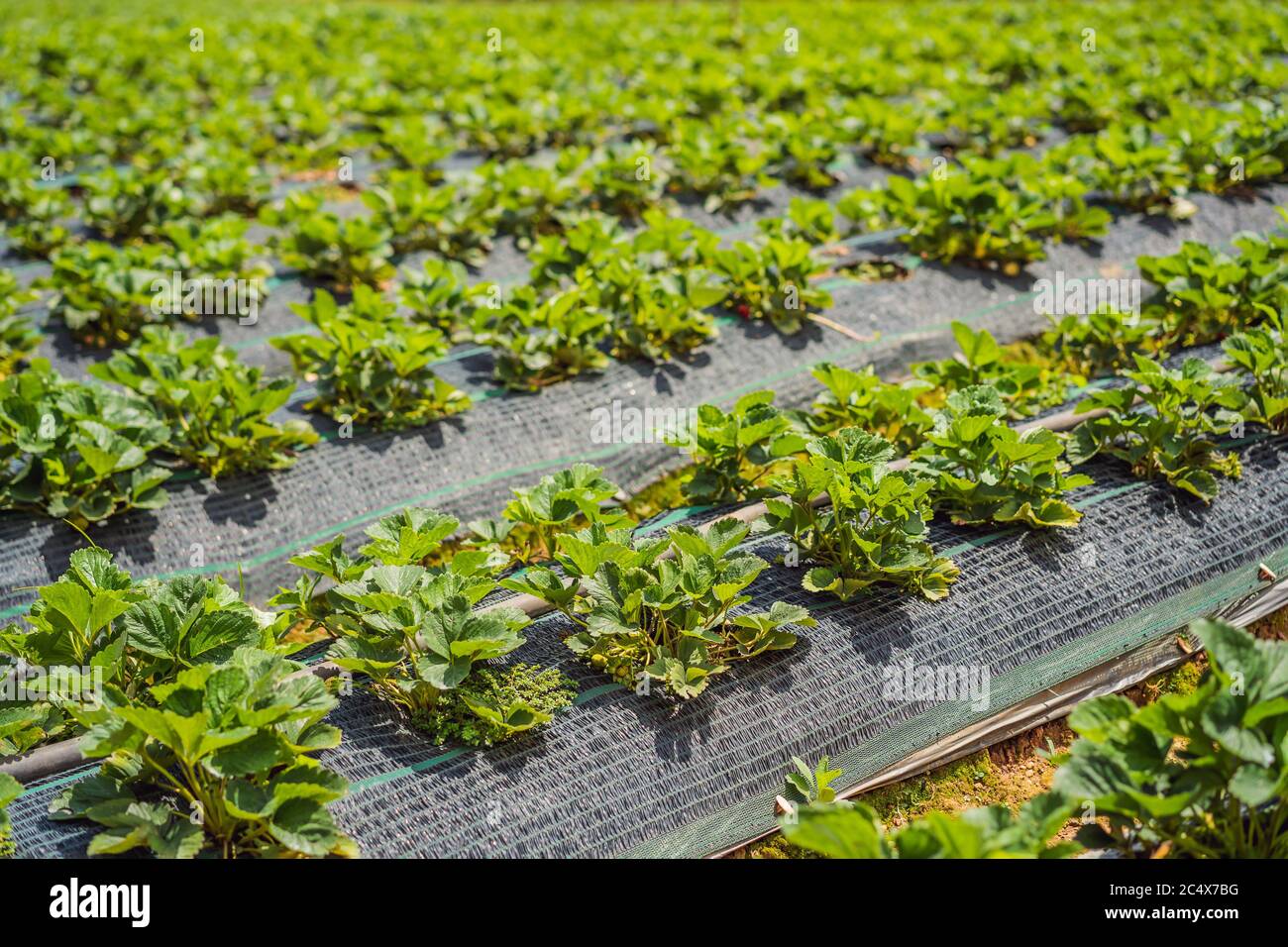 beds in the garden with strawberry bush Stock Photo - Alamy