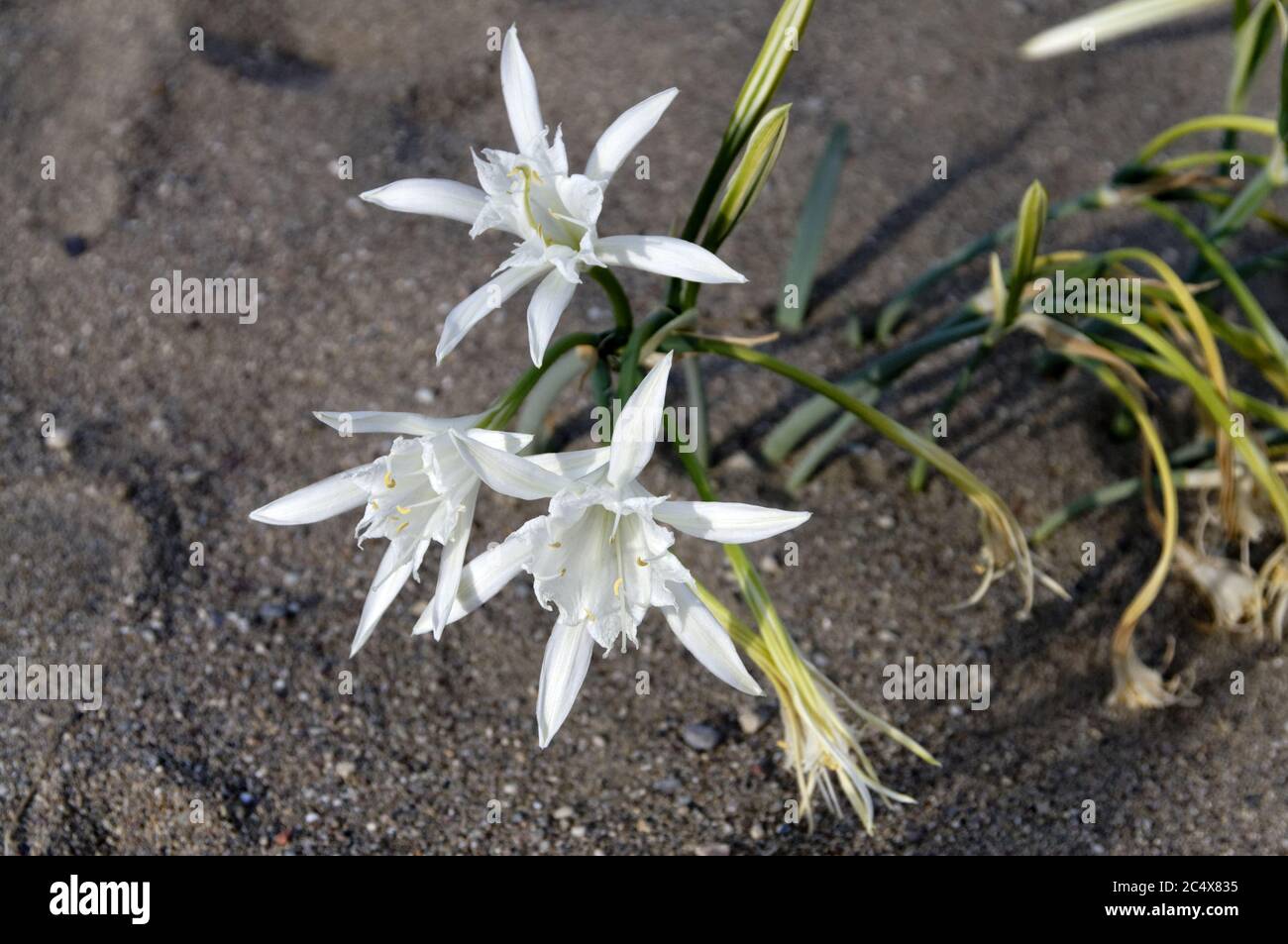 Sea Daffodil Pancratium maritimum, Stegna Beach, Archangelos, Rodes, Dodecanese Islands, Greece. Stock Photo