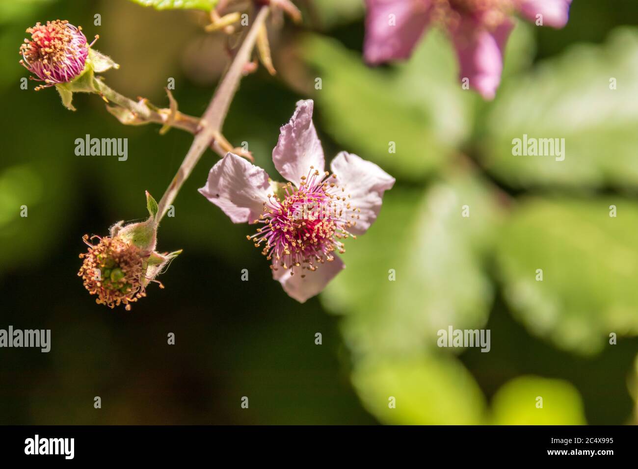 Rubus ulmifolius,   Blackberry Flower Stock Photo