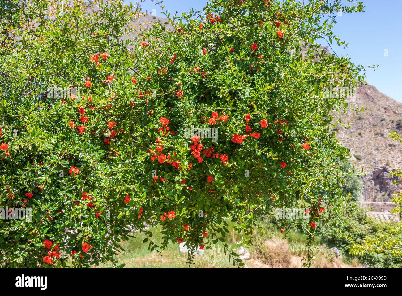 Punica granatum, Pomegranate Tree in Flower Stock Photo