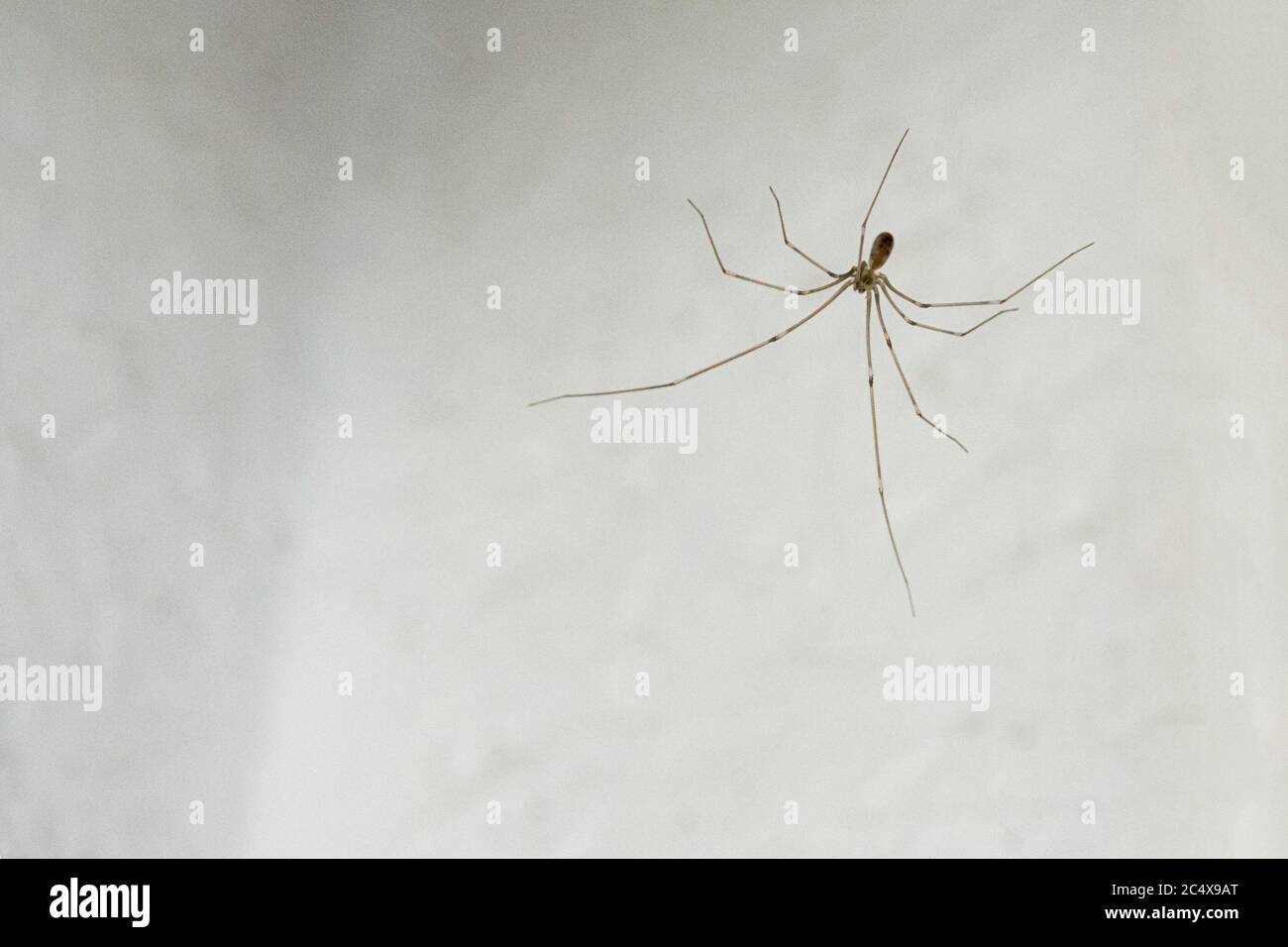 Daddy-long-legs spider (Pholcus phalangioides) active in summer prefers buildings very long legs a narrow body and usually found hanging upside down Stock Photo