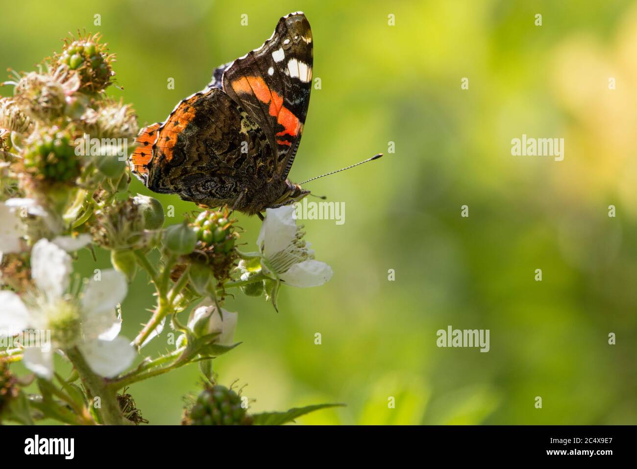 Red admiral butterfly (Vanessa atalanta) feeding with closed wings showing  underwings of marbled smoky grey red bands and white spots. Stock Photo
