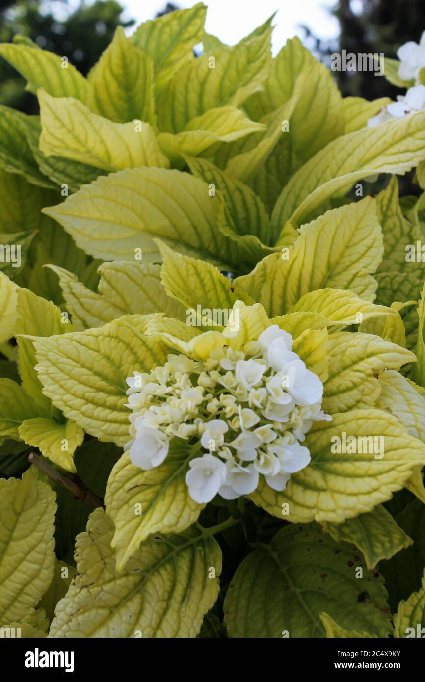 Yellow, green, white flowers grow in the garden around the green Stock Photo