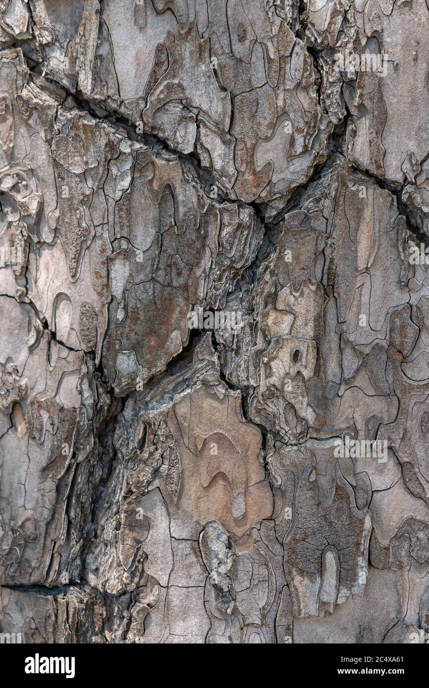 Relief texture or background of bark of Pine tree Stock Photo - Alamy