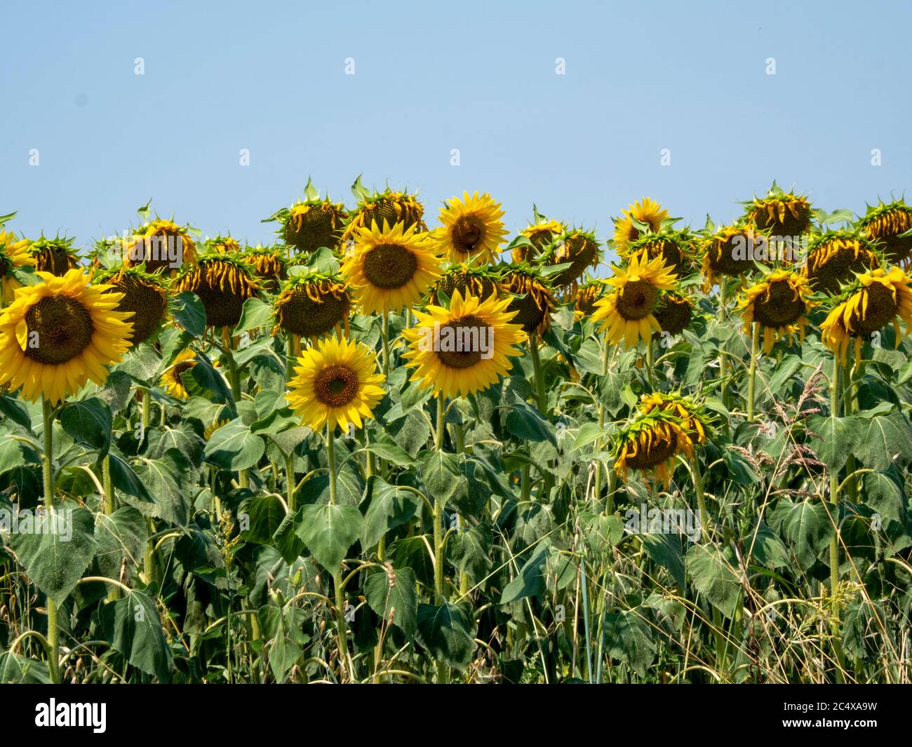 Sunflowers in summer Stock Photo Alamy