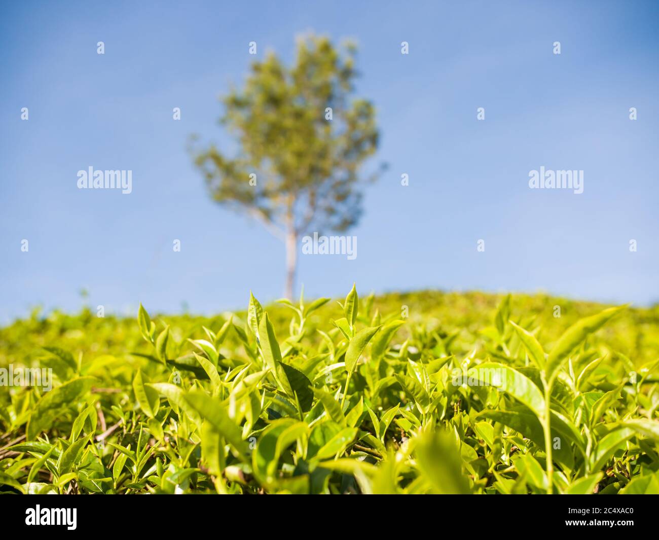 Tea plantations near the city of Munar. India. Stock Photo