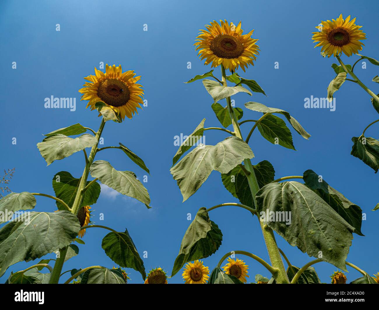 Sunflowers in summer Stock Photo Alamy