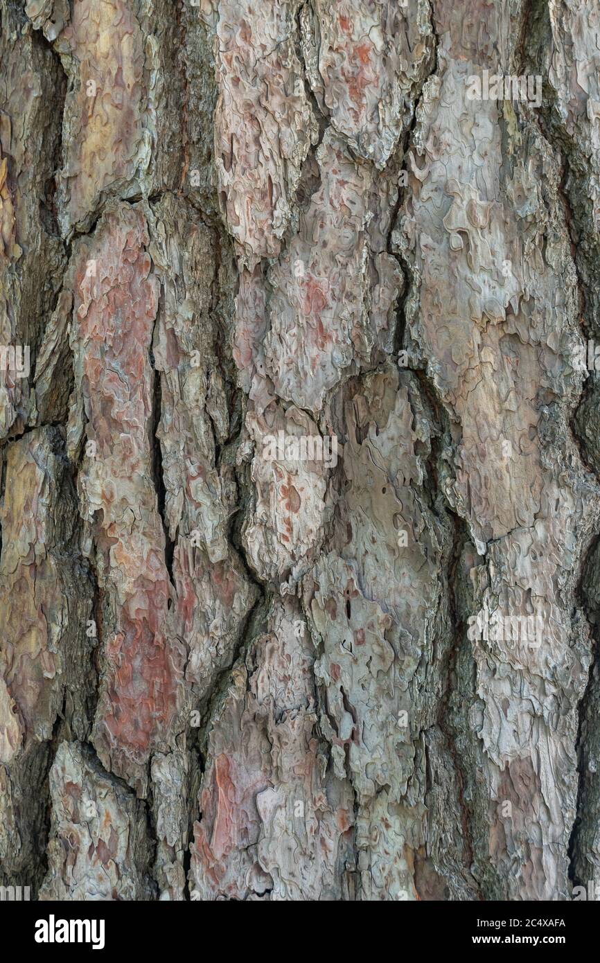Relief texture or background of bark of Pine tree Stock Photo - Alamy