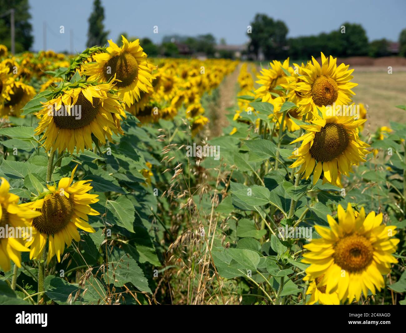 Sunflowers in summer Stock Photo Alamy
