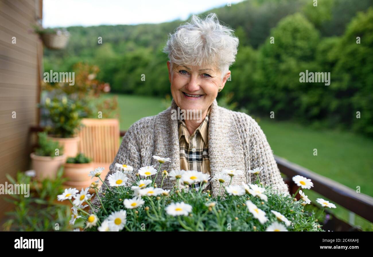Senior woman gardening on balcony in summer, holding flowering plants ...