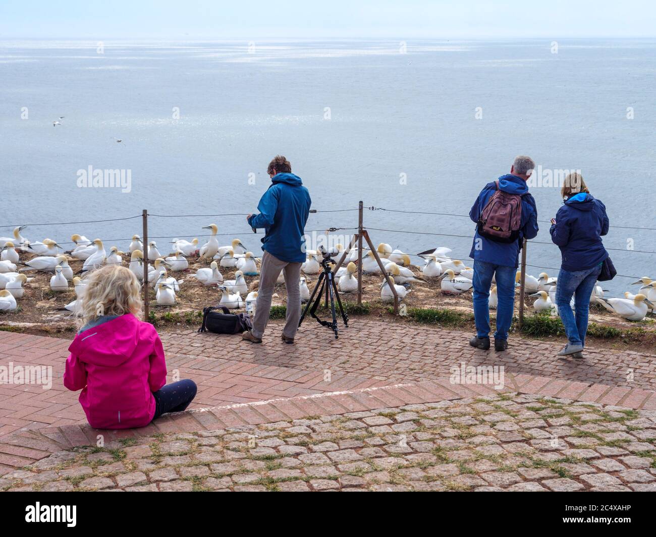 tourists, gannet (Morus bassanus), bird cliff, western cliff coast, Helgoland island, district Pinneberg, Schleswig-Holstein, Germany, Europe Stock Photo