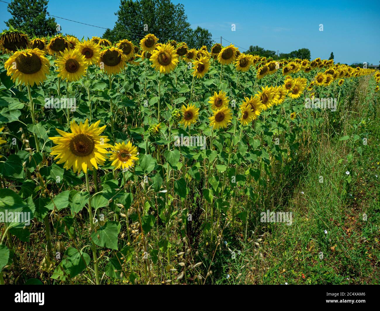 Sunflowers in summer Stock Photo Alamy