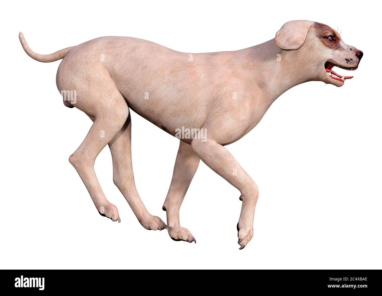 3D rendering of a crossbreed dog isolated on white background Stock ...