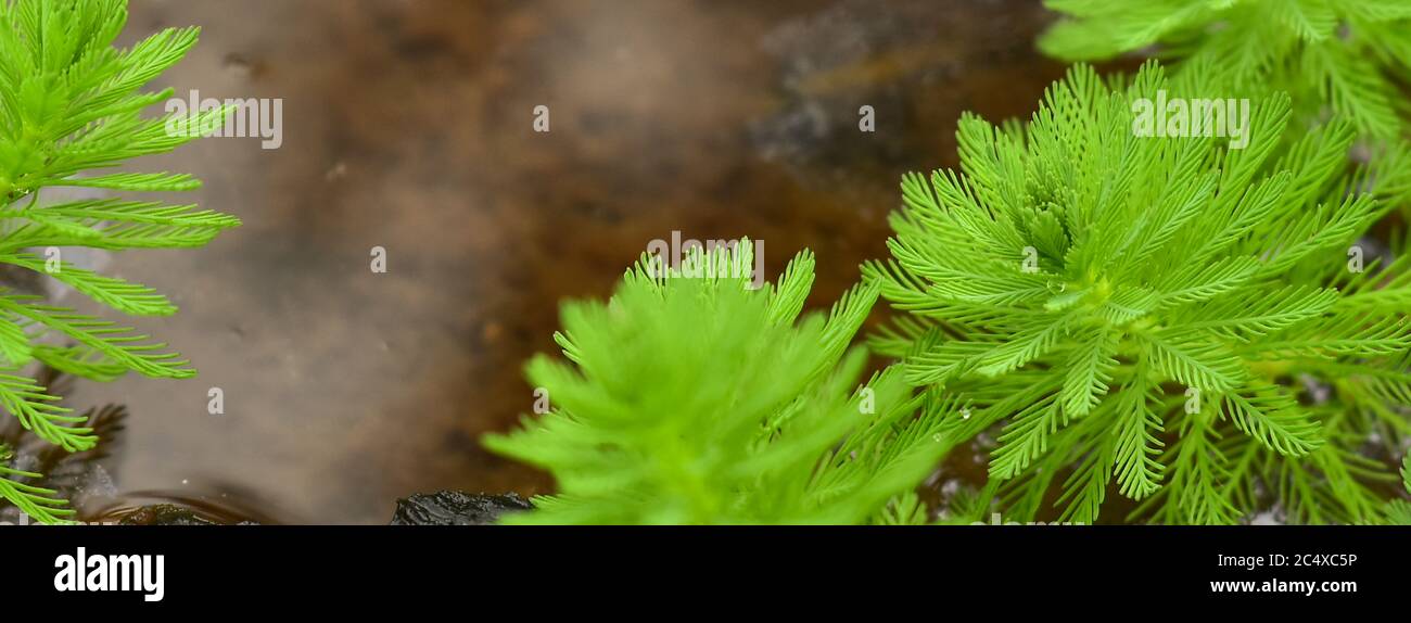 Close up shot of the Myriophyllum aquaticum plant Stock Photo