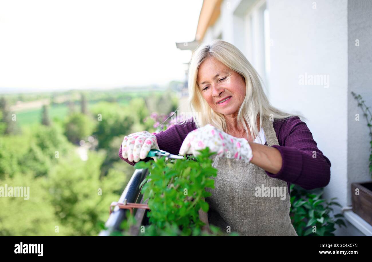 Senior woman gardening on balcony in summer, cutting herbs Stock Photo ...