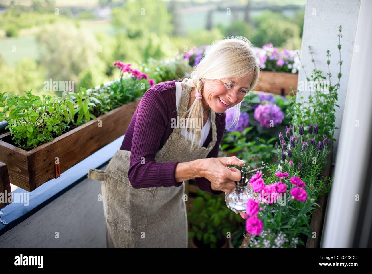 Senior woman gardening on balcony in summer, spraying plants Stock ...