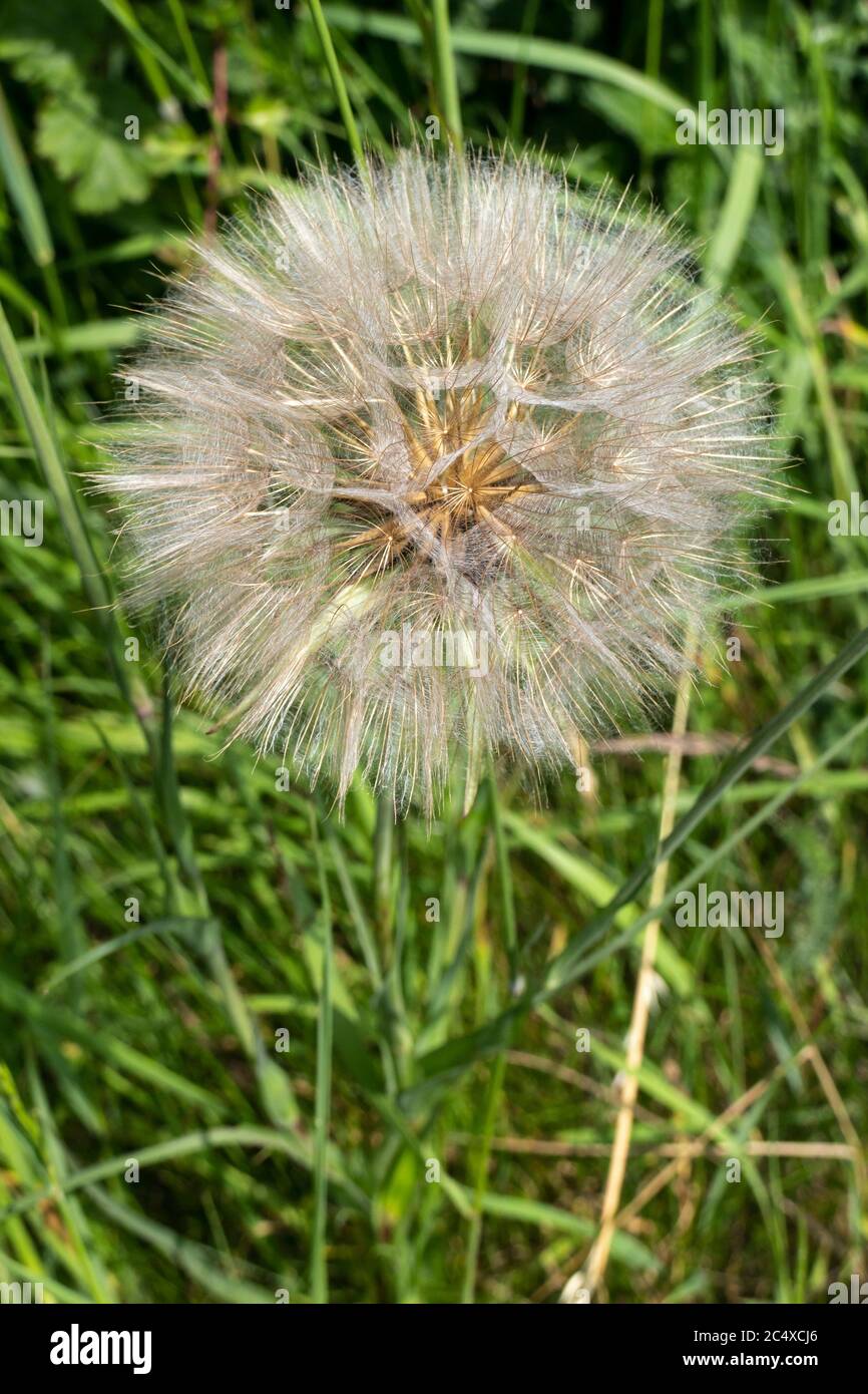 Cats-ear seed head (blowball) in a hedgerow. Stock Photo