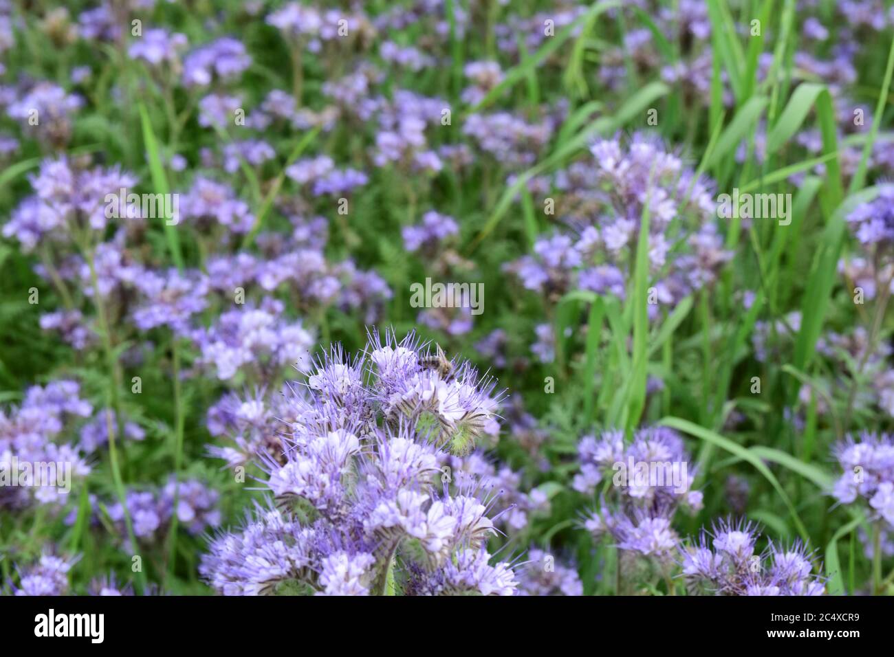 Blue tansy phacelia tanacetifolia hi-res stock photography and images ...