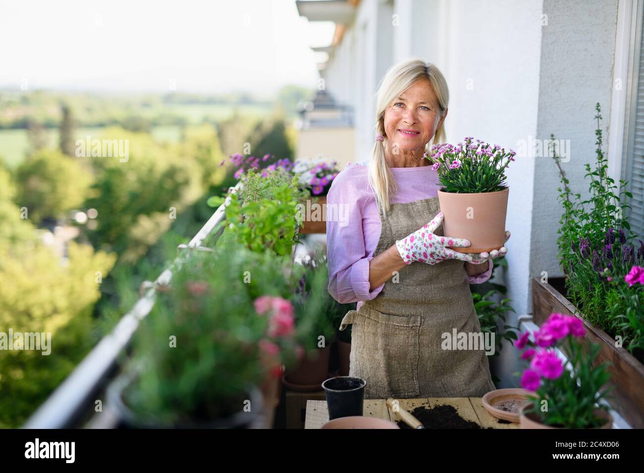 Senior woman gardening on balcony in summer, planting flowers Stock ...