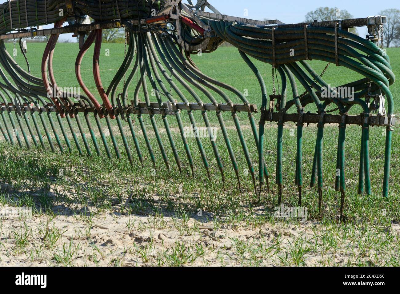 GERMANY, spreading of slurry in grain field, slurry from cattle stables increase nitrate content in groundwater / DEUTSCHLAND, Schleswig-Holstein, Duengung eines Getreide Feldes mit Gülle, Gülle aus Tierställen belastet Boden und Grundwasser mit Nitrat Stock Photo