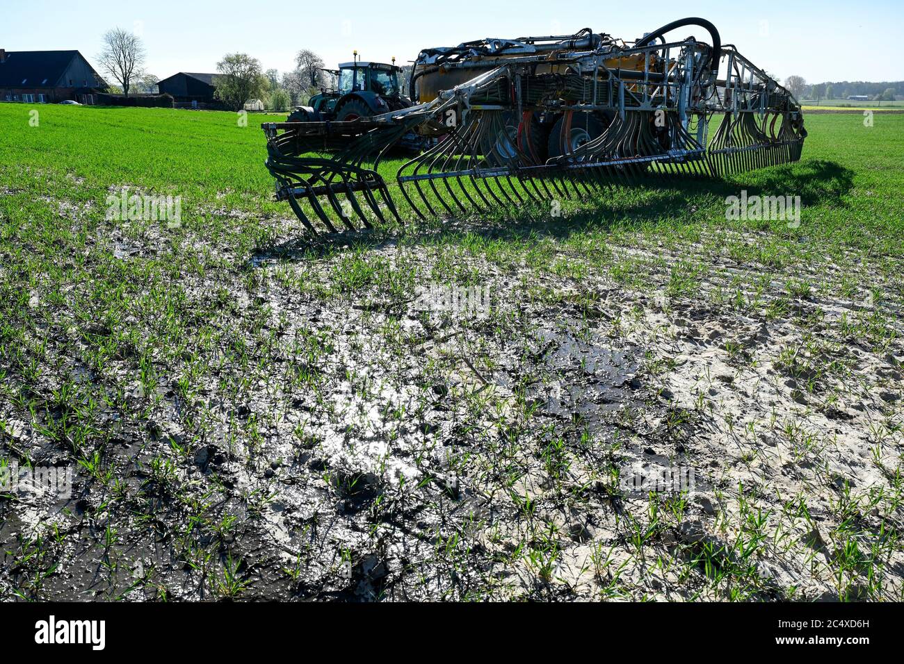 GERMANY, spreading of slurry in grain field, slurry from cattle stables increase nitrate content in groundwater / DEUTSCHLAND, Schleswig-Holstein, Duengung eines Getreide Feldes mit Gülle, Gülle aus Tierställen belastet Boden und Grundwasser mit Nitrat Stock Photo