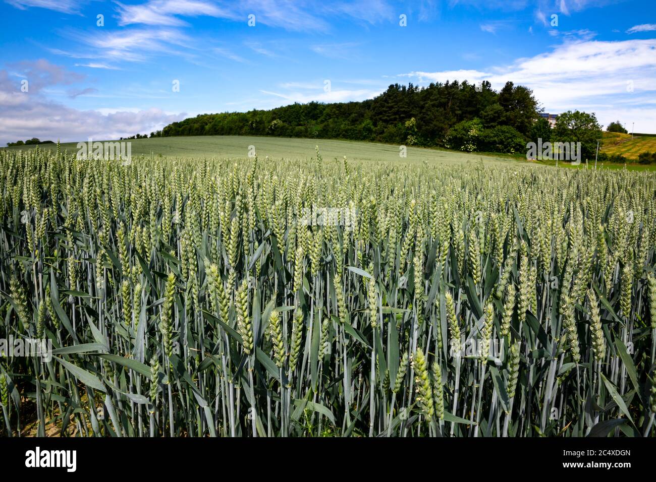 Ripening crop of wheat growing in a field, early Summer, Britain. Stock Photo