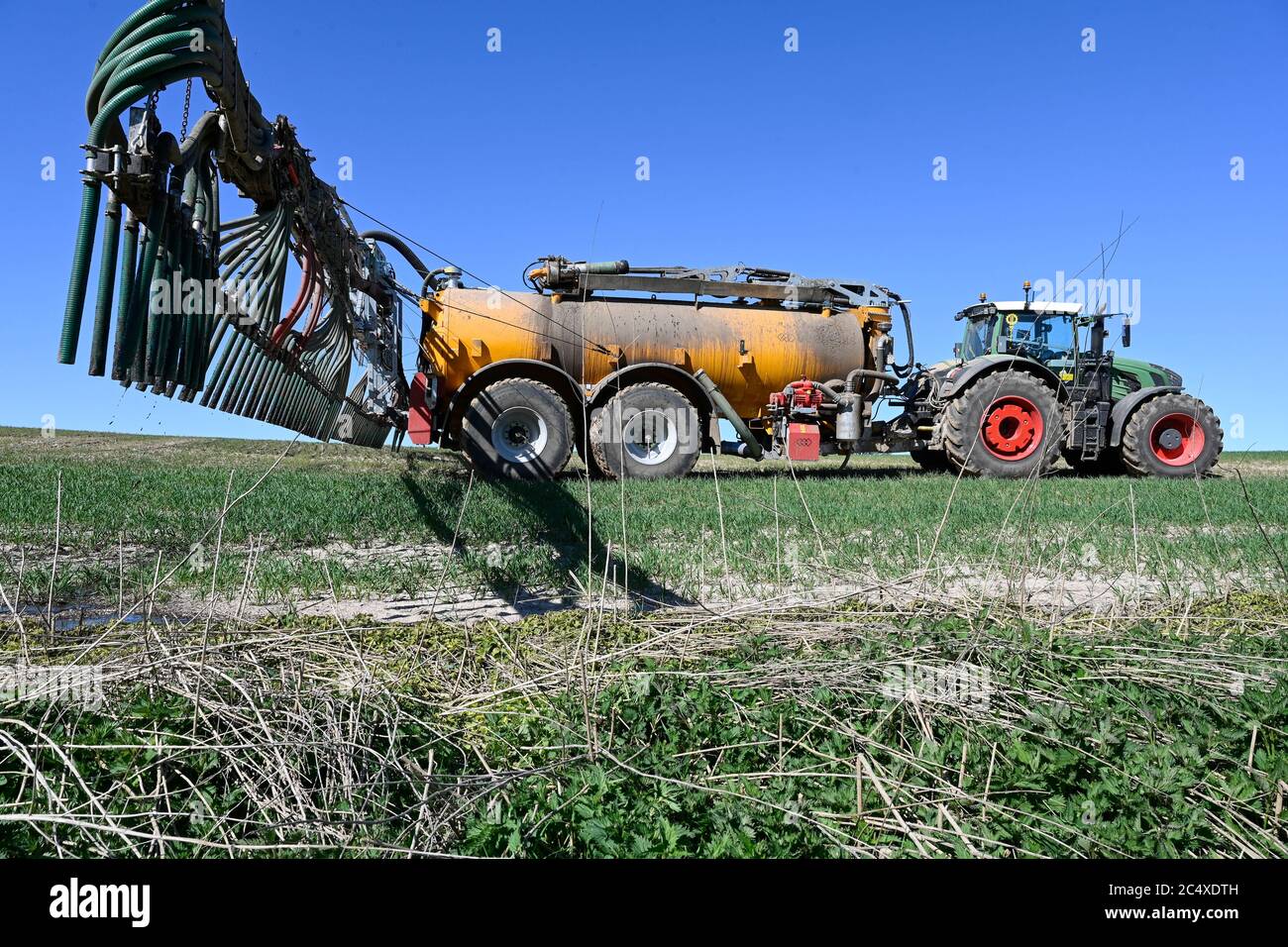 GERMANY, spreading of slurry in grain field, slurry from cattle stables increase nitrate content in groundwater / DEUTSCHLAND, Schleswig-Holstein, Duengung eines Getreide Feldes mit Gülle, Gülle aus Tierställen belastet Boden und Grundwasser mit Nitrat Stock Photo