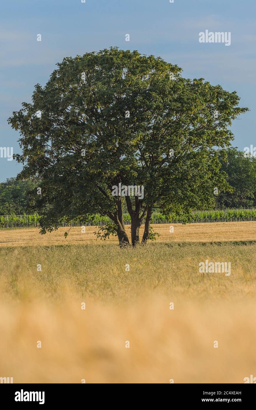 Nahaufnahme einsamer Baum im Getreidefeld Stock Photo