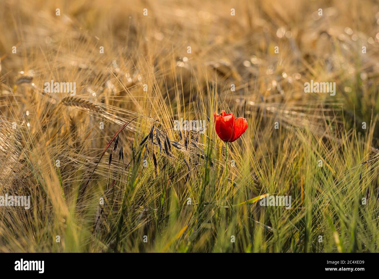 Mohnblume im Getreidefeld Stock Photo